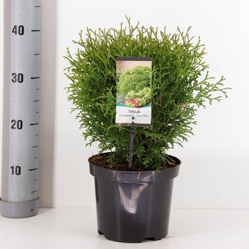 Thuja occidentalis 'Tiny Tim'