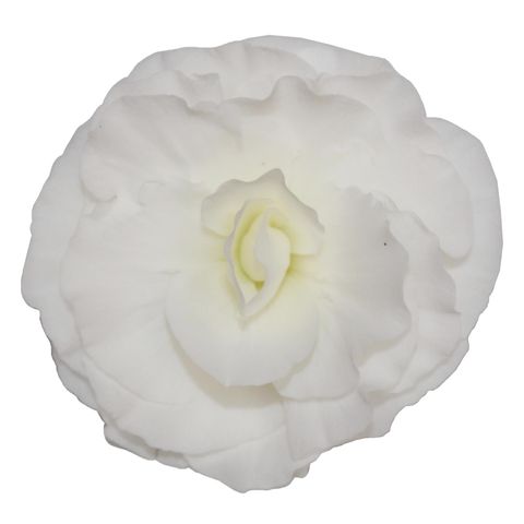 Begonia 'Fortune White'