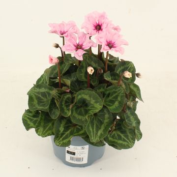 Cyclamen persicum ILLUSIA LIGHT WITH EYE