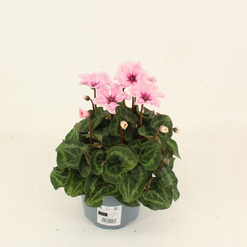Cyclamen persicum ILLUSIA LIGHT WITH EYE