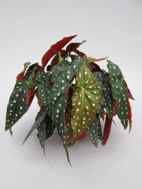 Begonia maculata