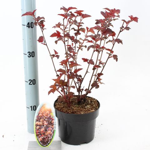 Physocarpus opulifolius ЛЕДИ ИН РЕД