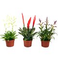 Bromelia MIX