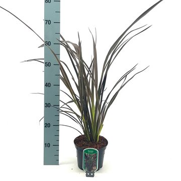 Phormium 'Dark Delight'