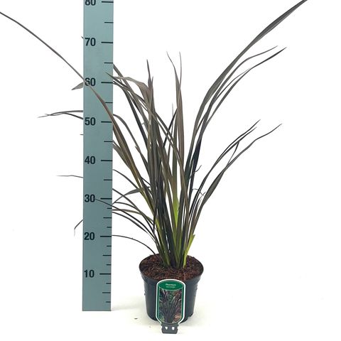 Phormium 'Dark Delight'