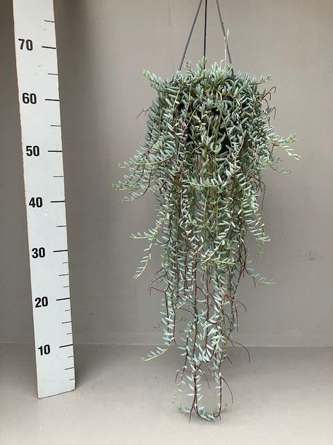 Senecio hallianus