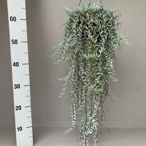 Senecio hallianus