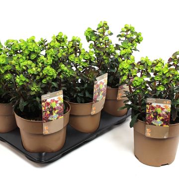 Euphorbia amygdaloides 'Purpurea'