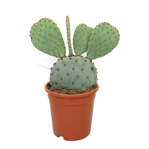 Opuntia azurea