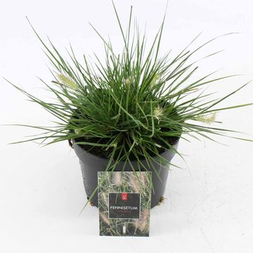 Pennisetum alopecuroides 'Little Bunny'