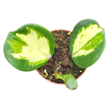 Hoya obovata 'Variegata'