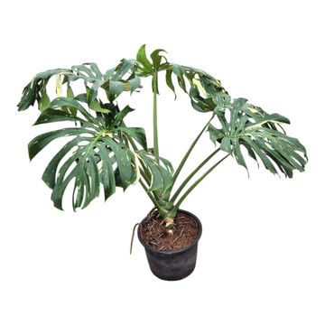 Monstera 'Thai Constellation'