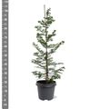 Metasequoia glyptostroboides