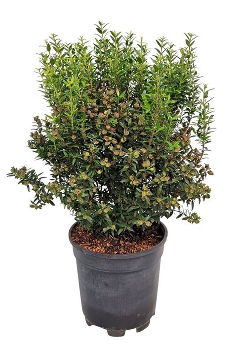 Myrtus communis