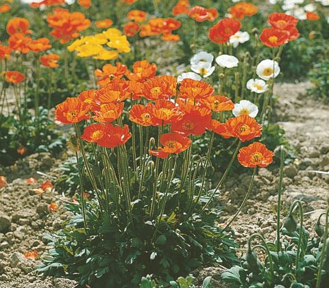 Papaver nudicaule MIX