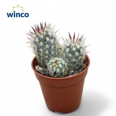 Mammillaria microhelia