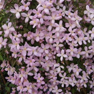 Clematis 'Elizabeth' (M)
