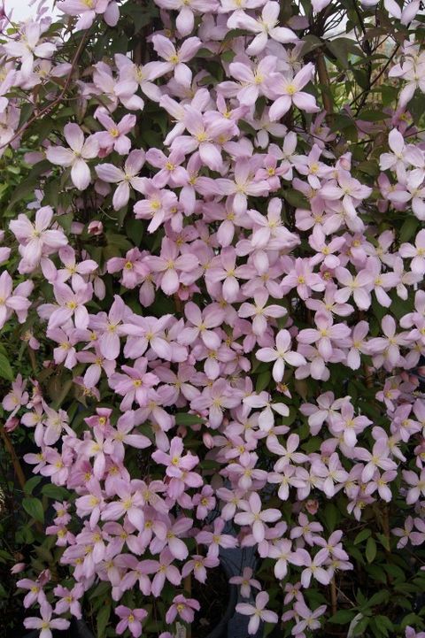 Clematis 'Elizabeth' (M)