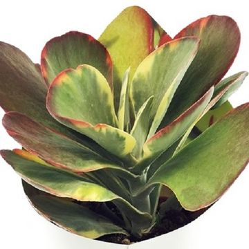 Kalanchoe thyrsiflora 'Variegata'