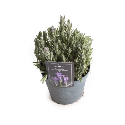 Lavandula stoechas