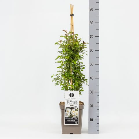 Rosa GUIRLANDE D'AMOUR