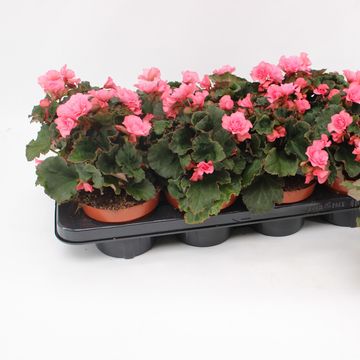 Begonia GLORY PINK