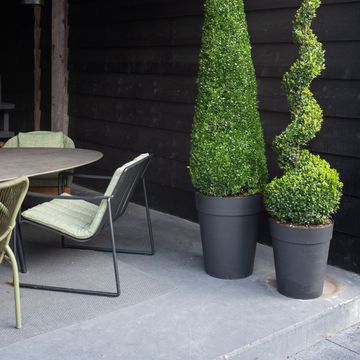 Buxus sempervirens