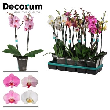 Phalaenopsis MIX