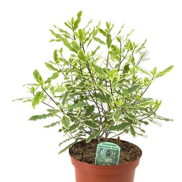 Pittosporum eugenioides