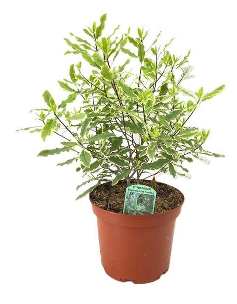 Pittosporum eugenioides