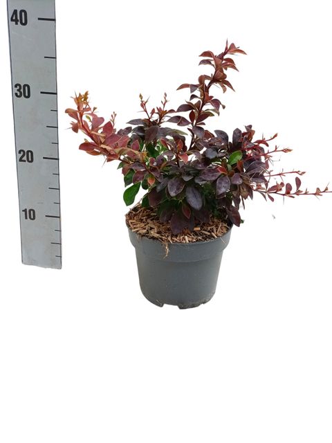 Berberis thunbergii 'Coronita'