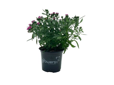 Aster 'Victoria Mathilde'