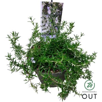Rosmarinus officinalis 'Capri'