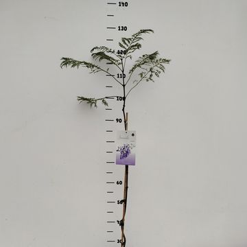 Jacaranda mimosifolia