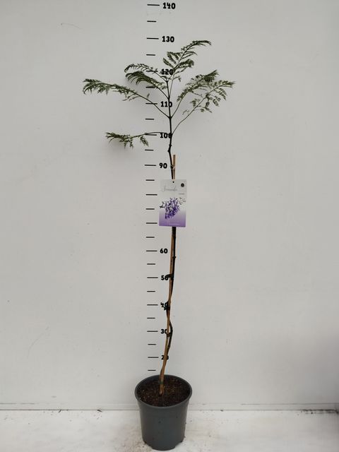 Jacaranda mimosifolia