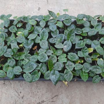 Alocasia 'Yucatan Princess'