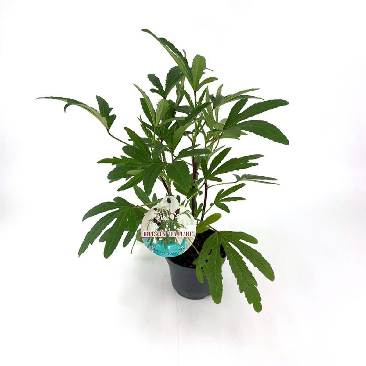 Hibiscus Sabdariffa Plant Wholesale FlorAccess hibiscus-sabdariffa-plant-wholesale-floraccess