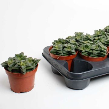 Crassula 'Springtime'