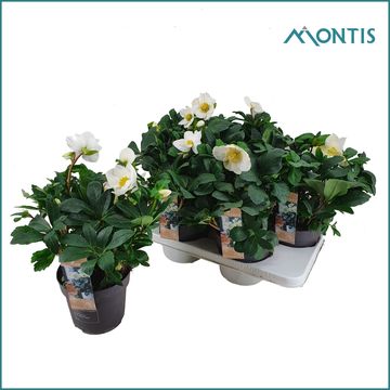 Helleborus niger 'Christmas Carol'