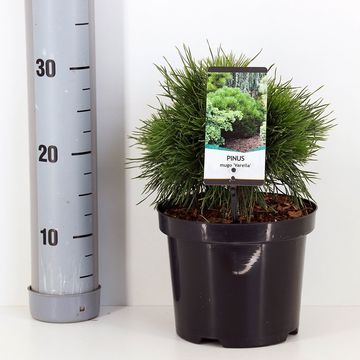 Pinus mugo 'Varella'