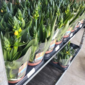 Ornithogalum dubium 'Little Bright Star'