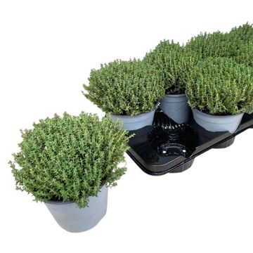 Thymus vulgaris 'Faustini'