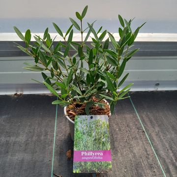 Phillyrea angustifolia