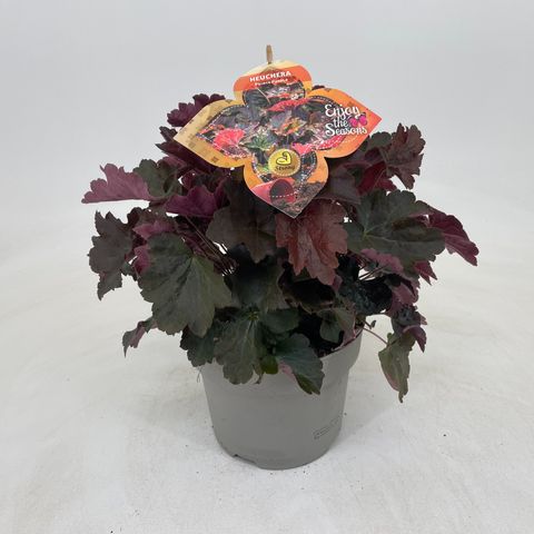 Heuchera micrantha 'Palace Purple'