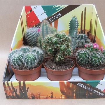 Cactos MIX