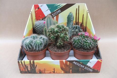 Cactus MIX