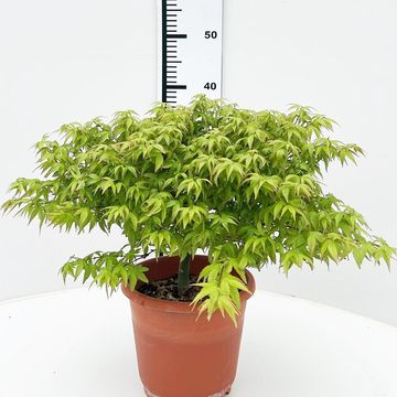 Acer palmatum 'Kiyohime'