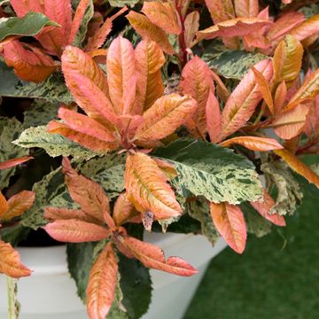 Photinia serratifolia PINK CRISPY