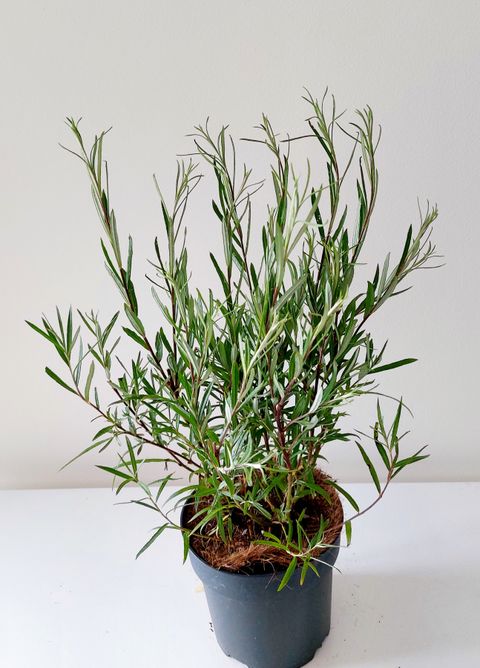 Salix rosmarinifolia