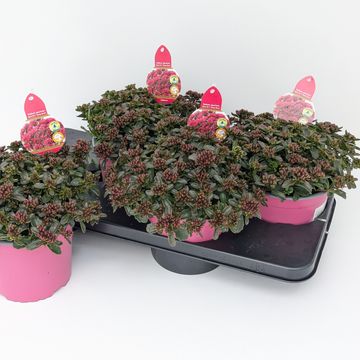 Sedum spurium SPOT ON DEEP ROSE